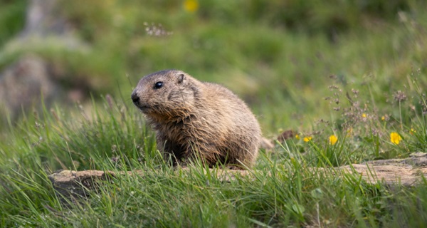 SME Groundhog Day