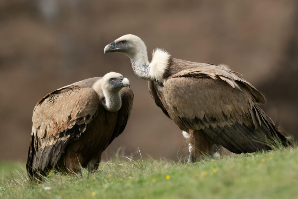 Fast Cash Flow Loan vultures gathering around SMEs